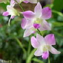 Orchid